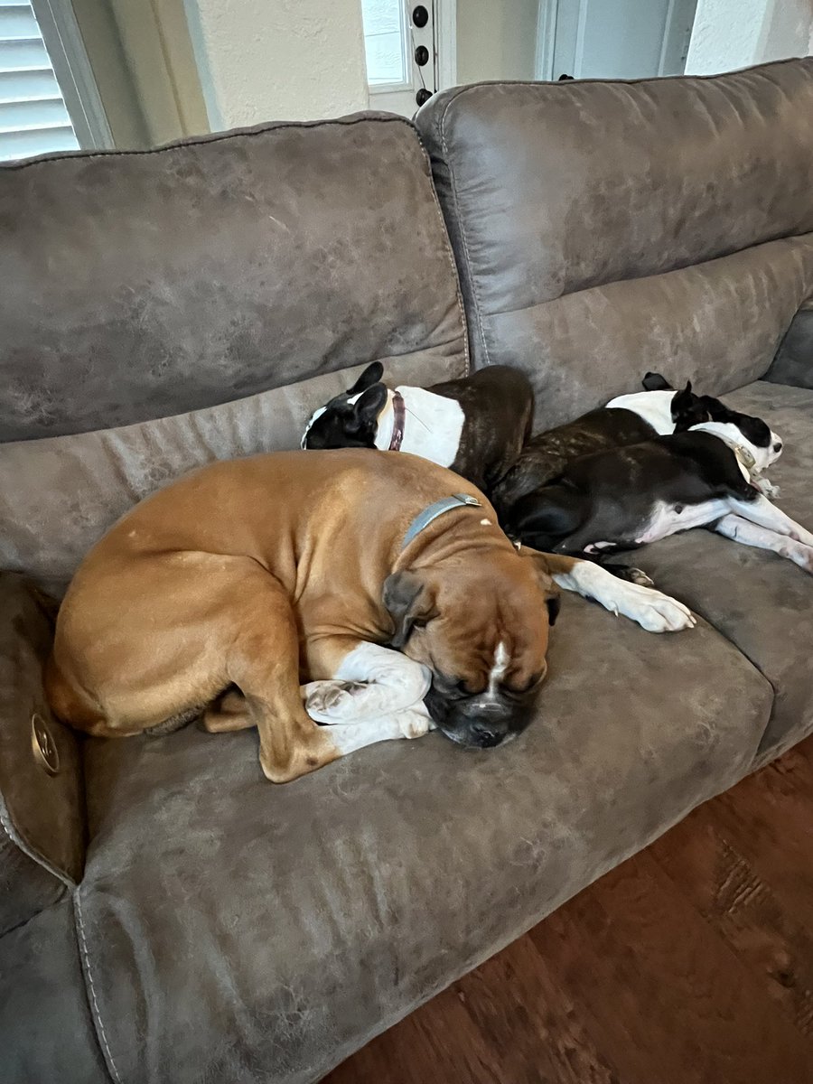 BelisarioLuna's tweet photo. “Los perros son mis personas favoritas” Asi o mas consentidos estos peluditos. Feliz sábado!!! #UnVecinoComoTu #BelisarioLuna https://t.co/rqiLvBOxsY
