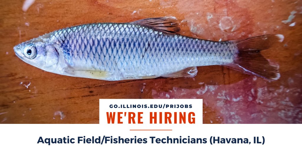 🔹 Apply by Mar. 3 🔹

The #INHS <a href="/illinois_river/">Illinois River Biological Station</a> in Havana, IL is #hiring up to 8 aquatic/#fisheries techs to help collect standardized long-term river monitoring data!

For details ➡️ bit.ly/3WMBvqq 🌊

@LamerJim <a href="/AmFisheriesSoc/">American Fisheries Society</a> #FishyFriday #fishsci