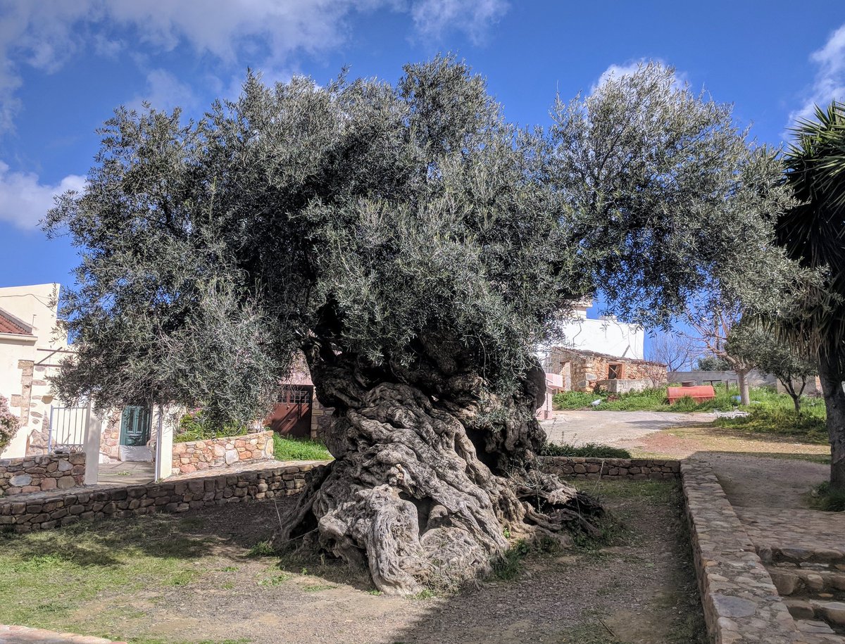 The Olive tree of Vouves - one of the oldest olive trees in history.

Found on the island of Crete, it is between 3,000 - 4,000 years old, meaning it may have been planted by Minoan farmers. It still produces olives too!

📷 Eric Nagle

#Ancient #Minoan #Crete #Greek #History
