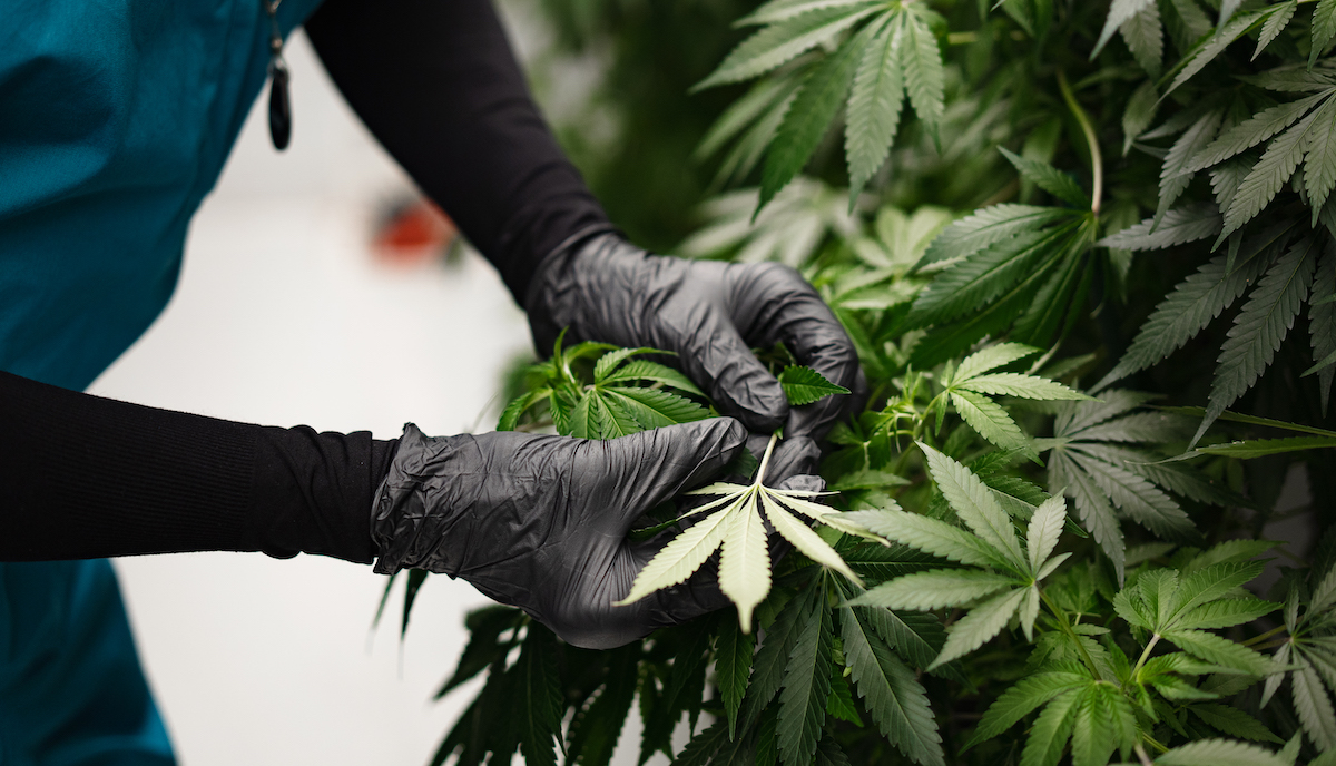 There’s an explanation behind the sweet or skunky smell of cannabis and in this blog, we dive right in:  buff.ly/2WlW43o