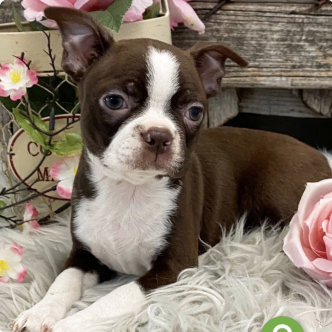 This is Anaya  my new puppy or should I say Porks new puppy, it means God answers… I’m name of her that