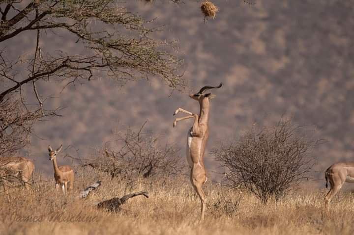 Lkinapet025's tweet photo. Magnificent Sundown at Samburu National Reserve. Top of The World https://t.co/vMa88dgF4K