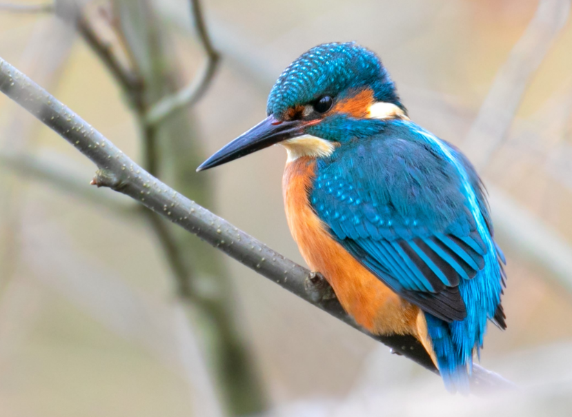Max Lu (@uniofsurreyvc) on Twitter photo A £200k donation from the <a href="/WestonFdn/">Garfield Weston Foundation</a> will allow scientists <a href="/UniofSurrey/">University of Surrey</a> and ecologists <a href="/SurreyWT/">Surrey Wildlife Trust</a>, <a href="/Buzz_dont_tweet/">Buglife</a> and <a href="/Painshill/">Painshill</a> Park Trust to expand their trail blazing #Space4Nature work: bit.ly/3Ix2h28
John Hawkins - 📷 A £200k donation from the <a href="/WestonFdn/">Garfield Weston Foundation</a> will allow scientists <a href="/UniofSurrey/">University of Surrey</a> and ecologists <a href="/SurreyWT/">Surrey Wildlife Trust</a>, <a href="/Buzz_dont_tweet/">Buglife</a> and <a href="/Painshill/">Painshill</a> Park Trust to expand their trail blazing #Space4Nature work: bit.ly/3Ix2h28
John Hawkins - 📷