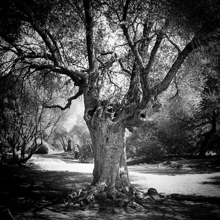 JVigas1887's tweet photo. RESPIRO · Una exposición de Caroline Faiola · 14-17 Febrero 2023 · Zaragoza

ES | Mezclando fotografía, letra y collage, @carofaiola nos ofrece una interpretación muy íntima del bosque, invitándonos a realizar un camino introspectivo.

📸 @carofaiola 

FR | Mêlant photograp… https://t.co/mv0k3V4C6C