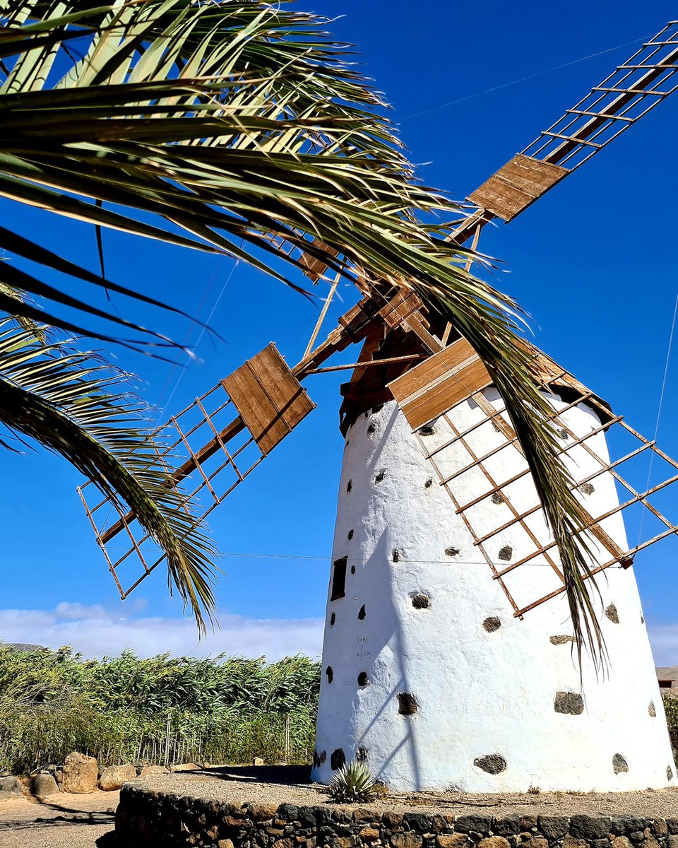 Habt ihr schon 'Molinos' auf Fuerteventura entdeckt? #palmtree #bluesky #sun #nature #breeze # #mill #islandlover #explore #canaryislands #windy #elcotillo #fuerteventura #zuhauseammeer