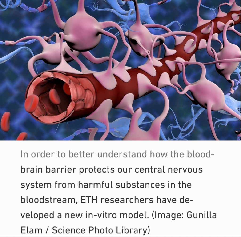 NEW: Achieving a better understanding of how the #blood-​​#brain barrier works By @ETH_en | @bel_ethz #neuroscience #HealthTech #MWC2023 👆👆👆 @RLDI_Lamy @baski_LA @WhiteheartVic @psb_dc @gvalan @jeancayeux @sulefati7 @postoff25 @vanivina9 @ChrisGGarrod @bulbi59…