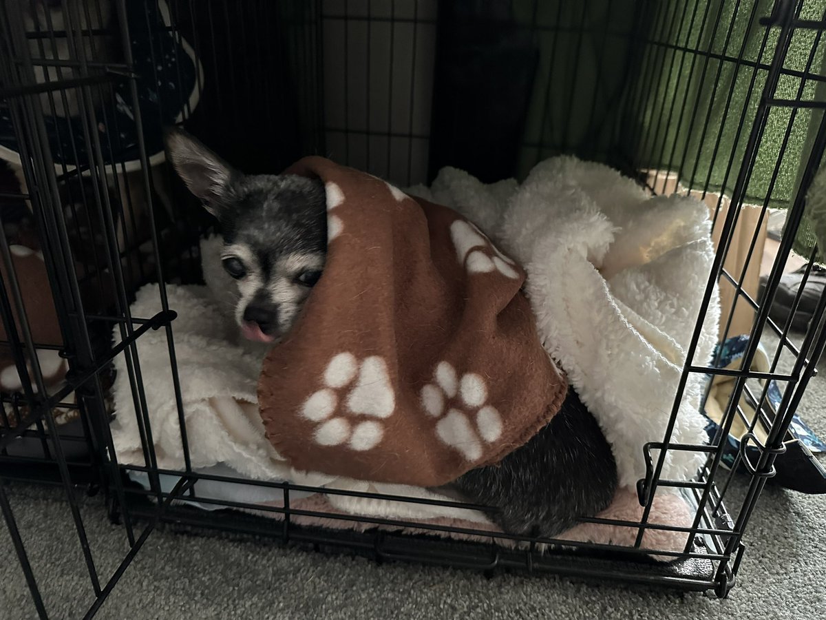 SeikosBesos's tweet photo. today is my #gotcha day! 3 years since my family took me home. i'm now living the good life in my golden years! #chihuahua #dogsoftwitter https://t.co/iti8BV3ziL