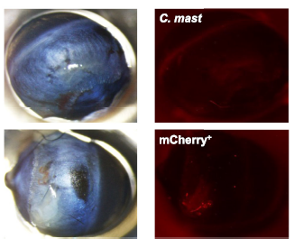 StLegerLab's tweet photo. Hey! Now live @IOVS today! Yannis Rigas (now an @Pitt_PMI student!), Ben Treat, and Jackie Shane were able to engineer an ocular microbe to express mCherry! We can track ocular microbes now! Check it out! @EyeMicrobiology @eyeandear @Pitt_Vision 

https://t.co/6vhoBmC2qw https://t.co/mcr7eSMfxL