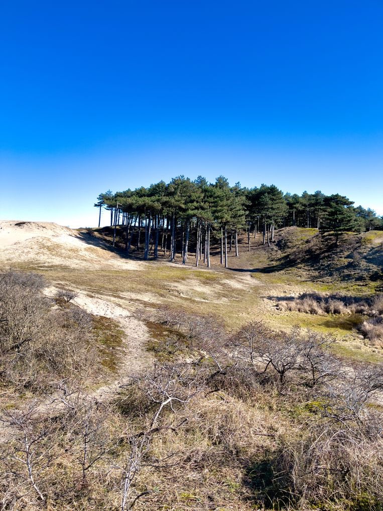 DR_golfdesign's tweet image. Let’s go for another one. Tell me your hole design here.
#coursedesign #golfcoursearchitecture #Kennemerduinen #Zandvoort #dunes #netherlands