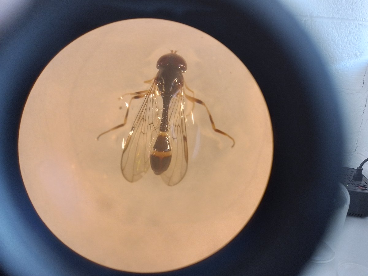 Diversidad de Syrphidae en el Batan, Texcoco.
