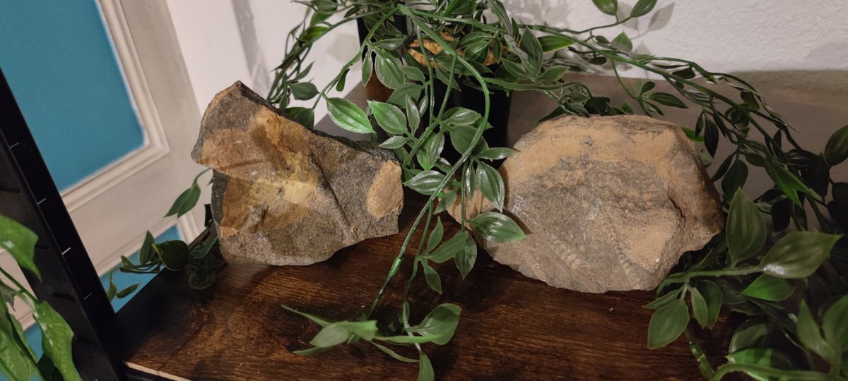 🇨🇵 𝑴𝒆𝒈𝒂𝒍𝒐𝒄𝒆𝒓𝒐𝒔 𝒈𝒊𝒈𝒂𝒏𝒕𝒆𝒖𝒔 🦌 tweet media