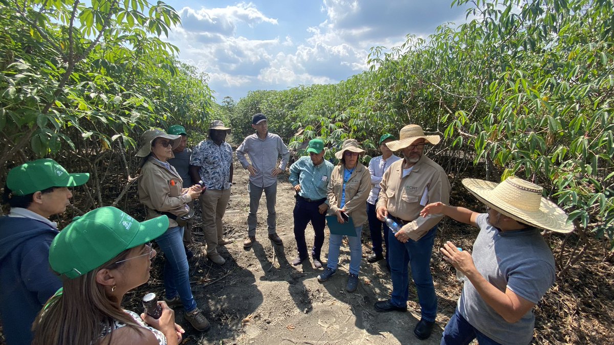 Jonathan Newby (@jononewby) on Twitter photo The #cassava program at <a href="/BiovIntCIAT_eng/">Alliance of Bioversity International and CIAT</a> is a #multidisciplinary team that come together around emerging challenges and opportunities for the co-creation of #innovative solutions with #partners. Proud to be part of the team! The #cassava program at <a href="/BiovIntCIAT_eng/">Alliance of Bioversity International and CIAT</a> is a #multidisciplinary team that come together around emerging challenges and opportunities for the co-creation of #innovative solutions with #partners. Proud to be part of the team!