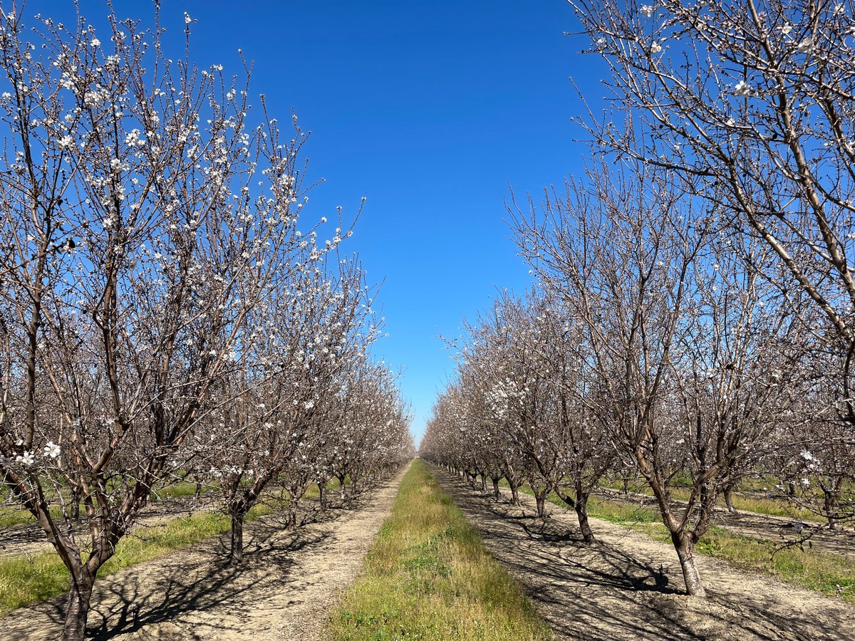 BenGoudie's tweet photo. Our first @bluediamond Almond Bloom report for 2023 is available now! Check back each Friday for an update on how almond bloom is developing.
https://t.co/4SpvJTRWgO

#almonds #wearbluediamond #pollinators #sustainability https://t.co/c3HEKLzWjr