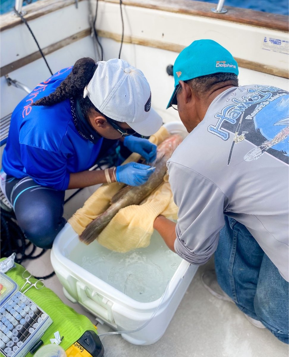 perryinstitute's tweet photo. 🎣🐠 Last month, our Senior Scientist, Dr. Krista Sherman was in San Salvador working on the Nassau grouper acoustic telemetry project.
Learn more: https://t.co/LdHCIHkf1W
#fisheriesresearch #nassaugrouper #fishmigrations #spawningseason #conservation #sustainablefisheries https://t.co/5nwMPtPvkv