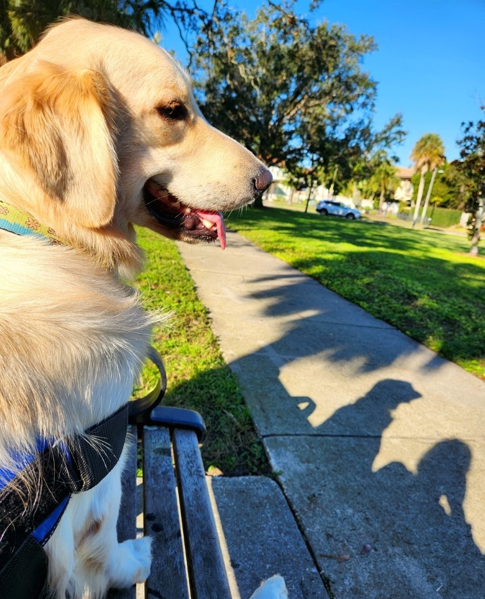 WoofTrax's tweet photo. When you have to stop your #WoofTrax walk to take in the scenery 😌⁠
⁠
Meet our friend Sammy! 🐶 ⁠
⁠
"This is Sammy and he loves to walk. His favorite place is the local park where he sits on a park bench and watches people doing yoga and martial arts."⁠
⁠ https://t.co/qojsa2rohy