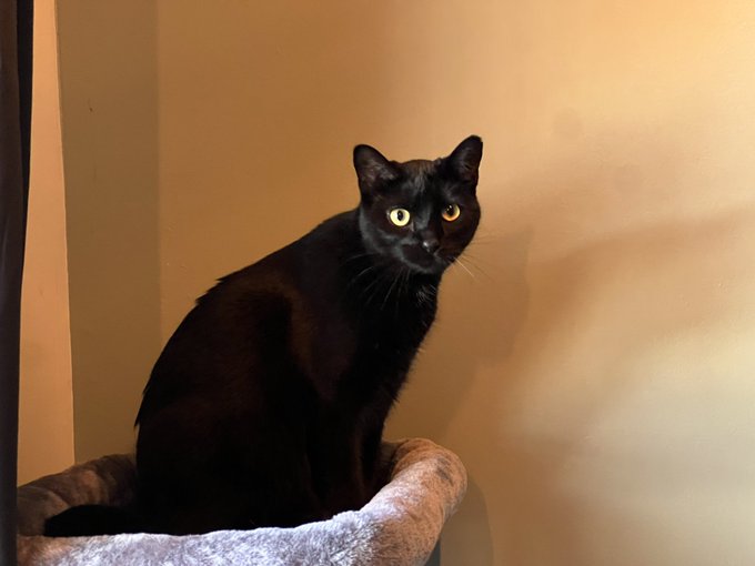 The new foster cats https://t.co/kCegiz34XS<a href="/tag/mvsales"class="tags"><span>#mvsales</span></a>