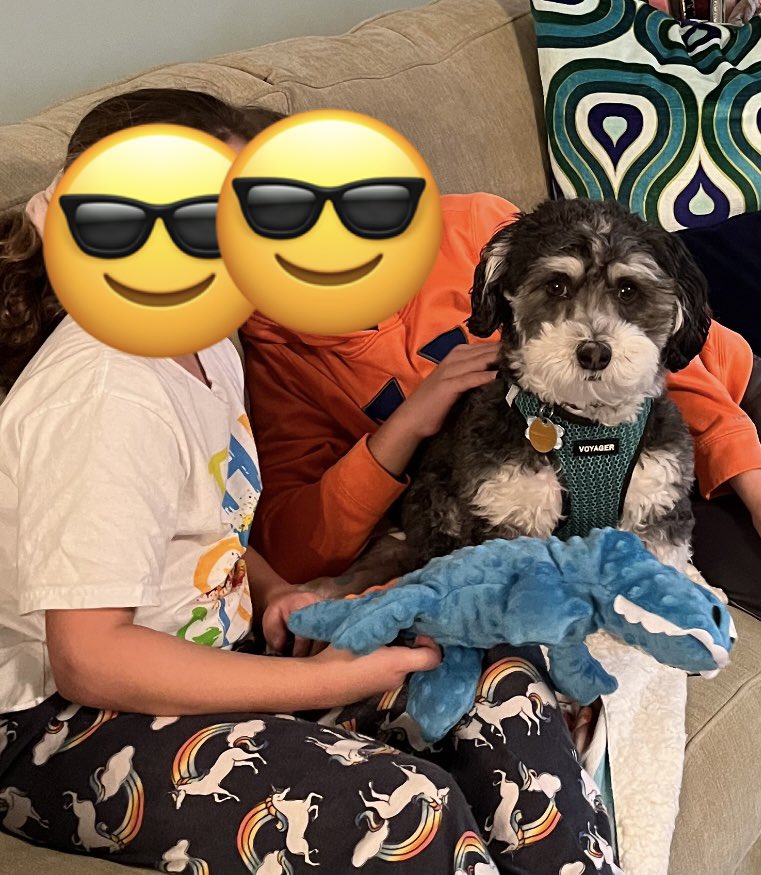 koda_bentley's tweet photo. Thanks for my new toy! #birthdayboy #dogsoftwitter #thisis5 #havanese https://t.co/ZMhsu5kIOA