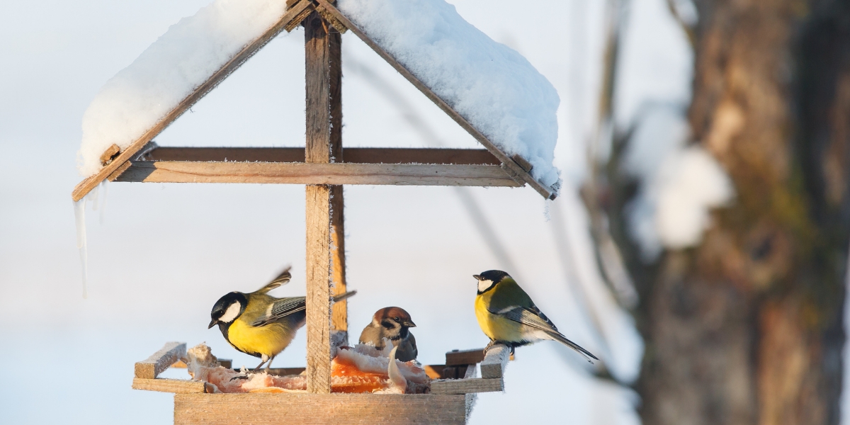 It’s Random Act of Kindness Day! Celebrate by doing something thoughtful for the birds like installing Feather Friendly® on your commercial or residential building. Browse through our solutions here: hubs.li/Q01wvqp70