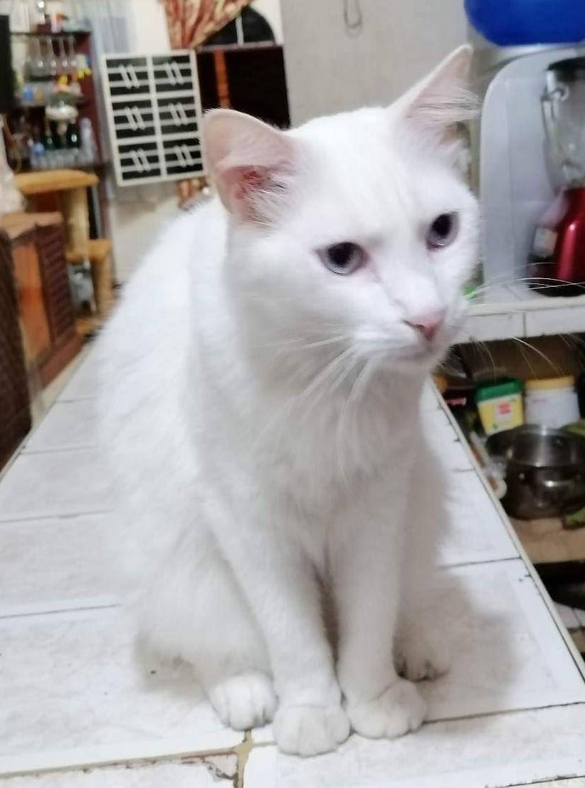 AlertaMePerdi's tweet photo. #PERDIDO #GUAYAQUIL 
Nombre: #PELUSA
Fecha: 16/02/23
Sector: Sur, Coop. Libertad y Conciencia Mz. 11.
Sexo: Macho.
Raza: Mestizo.
Obsv.: Color blanco total, ojos azules, no tiene un colmillo y está esterilizado.
Contacto: 0989132846-0967112850
¡Ayúdalo a volver!
#AlertaMePerdí https://t.co/2mQBM6Fq19