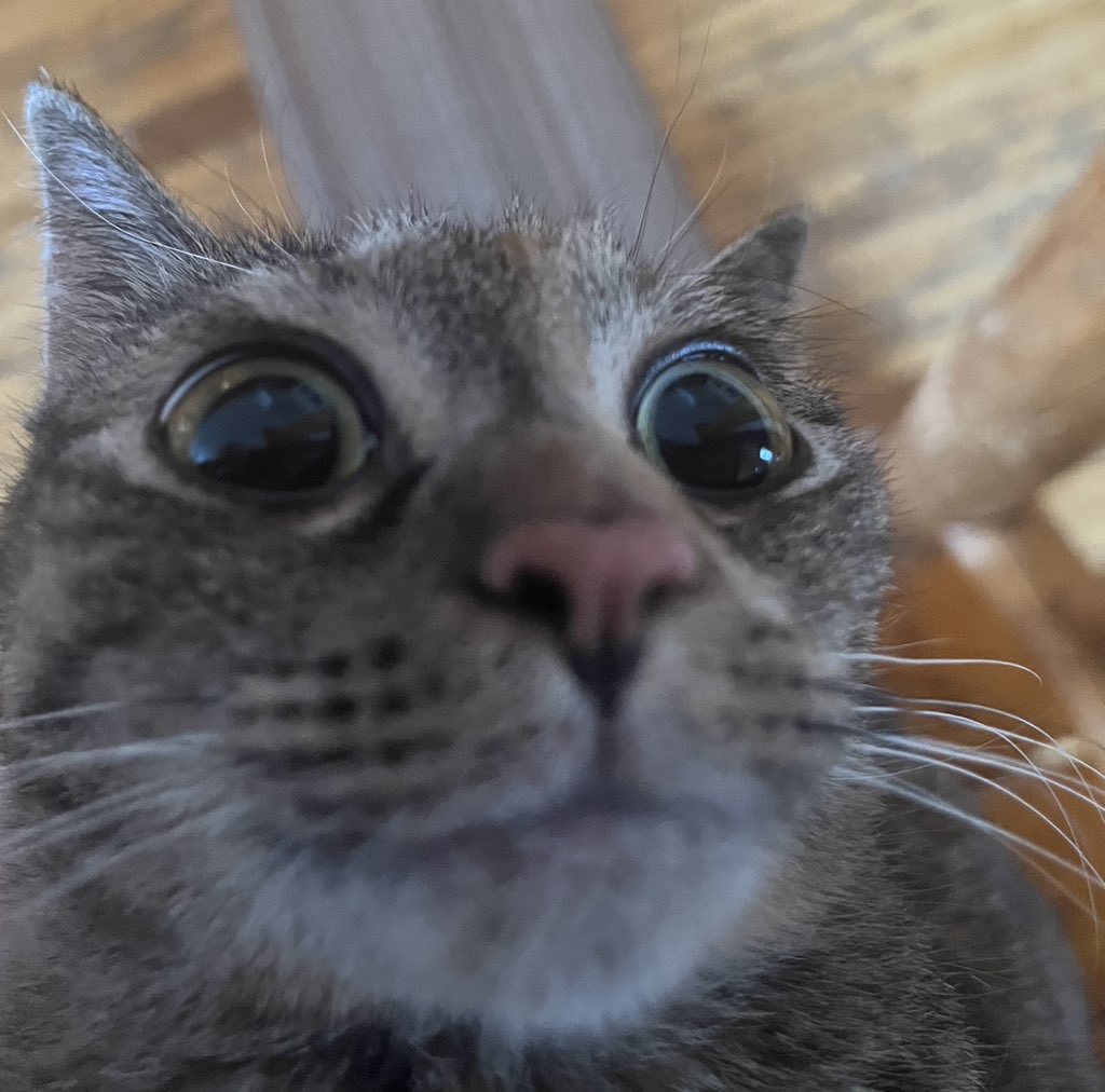 LeafySky on Twitter "my cat was hanging off my clothes and was looking