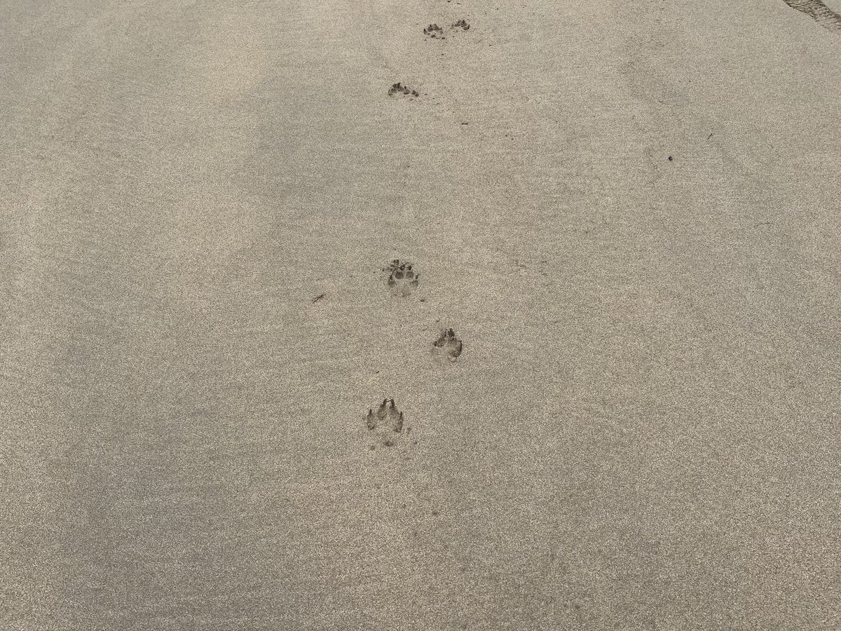shellykirwan's tweet photo. #ballybunnion #ballyB #kerry #momentsoffleash #gooddog #nospoillingthebeach https://t.co/lrUe9K4DEa