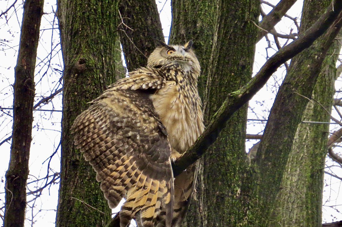 gigpalileo's tweet photo. FLACO🤎🦉
Eurasian Eagle-Owl all fluff up in response to the pesky American Crows disrupting his afternoon nap 
-Mall in Central Park
2/17/23
#birdcpp 
#FlacotheOwl https://t.co/bdseVlMDot