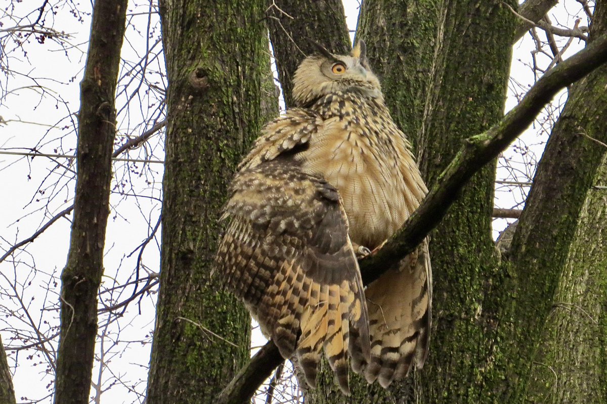 gigpalileo's tweet photo. FLACO🤎🦉
Eurasian Eagle-Owl all fluff up in response to the pesky American Crows disrupting his afternoon nap 
-Mall in Central Park
2/17/23
#birdcpp 
#FlacotheOwl https://t.co/bdseVlMDot