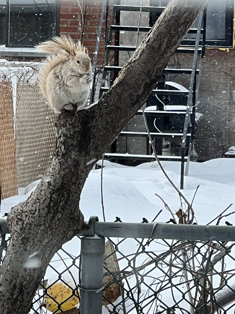 Micheline Pietracupa (@michepietracupa) on Twitter photo Sighting โฆ albino squirrel out of a snow Bank ๐ 
#raresquirrelsighting Sighting โฆ albino squirrel out of a snow Bank ๐ 
#raresquirrelsighting