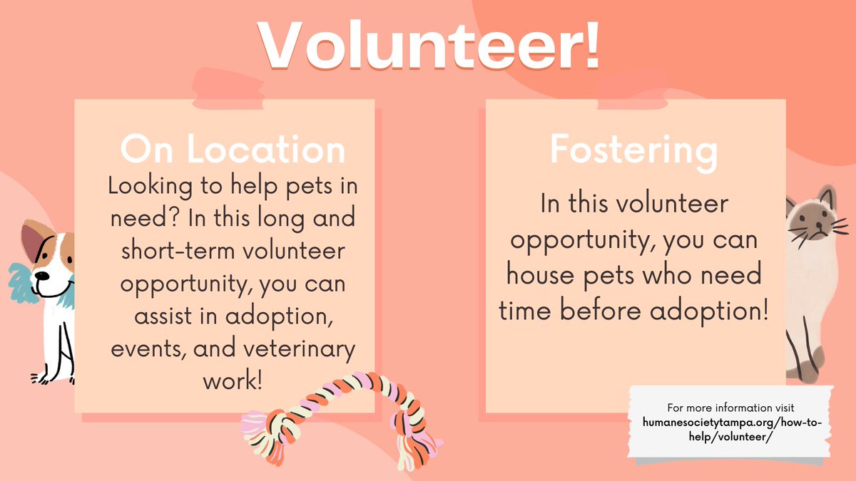 PawsUpTampa's tweet photo. Did you know there are multiple ways to volunteer for the @HumaneTampaBay? Here's an overview of ways you can lend hands for animals in need. For more information visit: https://t.co/yM3aqeUwyS https://t.co/AU9sFjQpNH