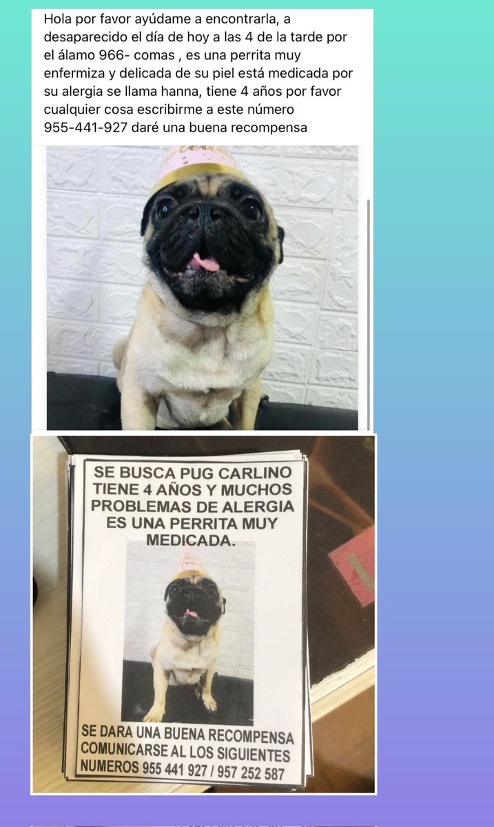 miquita1110's tweet photo. Ayer en los Alamos #Comas se perdió Hanna, pug Carlino. El pelaje del lomo es marrón oscuro. Es alérgica y toma medicamentos. Se dará recompensa. Avisar al 955-441-927. Por favor compartan. @MascotaPeru @Paola310 @Patitas_Lima @rescate_sos @mascoperdidas https://t.co/j1RM4YX24N