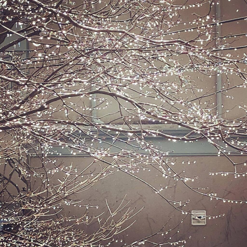 The frozen raindrops look like little Christmas lights. instagr.am/p/Coxa_OhOIKq/