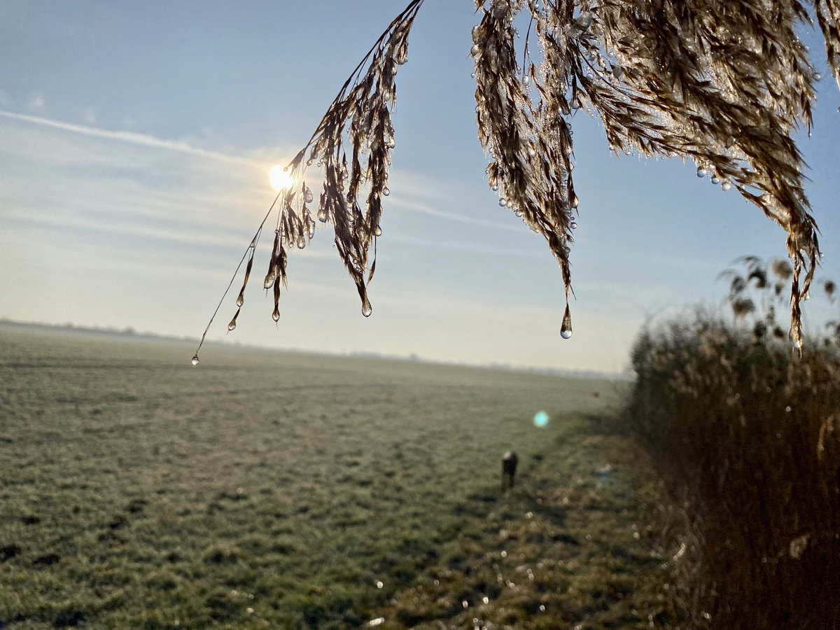 digprof's tweet image. Cold or no cold, cough or no cough - you’ve got to go outside with your best friend. And it truly helps, when the sun shines like so…