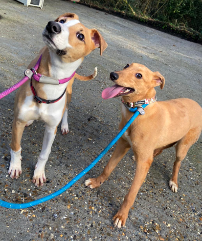 AdoptionsUk's tweet photo. Please retweet to help Vida and Venus find a home together #KENT #UK 

Bonded pair of Lurchers aged 2. They arrived in Kent from a pound in Wales. They will need an active home with the time to go on with training. The sweet pair deserve a home. 

DETAILS 
https://t.co/isJIm3dPz0 https://t.co/ifyQwsD2qk
