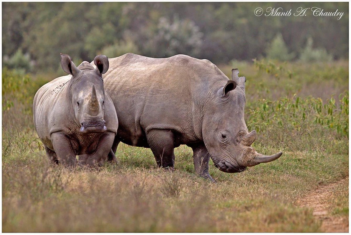 The White (Wide) Rhinoceros photographed feeding in peace in the open Savannah plains of Kenya. #whiterhino #whiterhinoceros #animal #wildlife #nature #endangeredspecies #TwitterNaturePhotography #ThePhotoHour #TwitterNatureCommunity #BBCWildlifePOTD #NationalGeographic