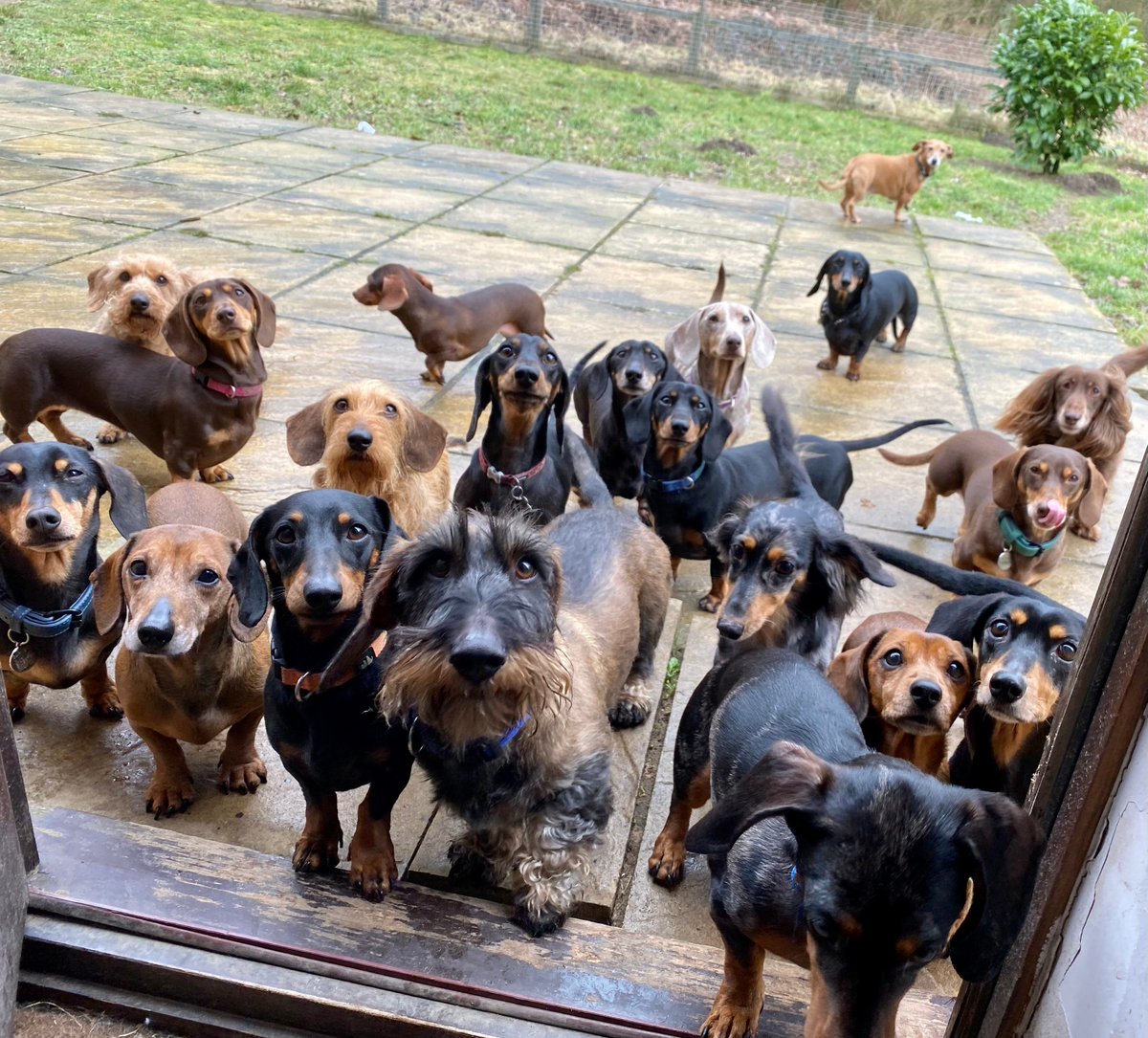 Due to some flight and travel delays, we have ended up with a super-sized pack today - It's a good job we always have enough food and treats to go around! #GroupShot #TheGangsAllHere