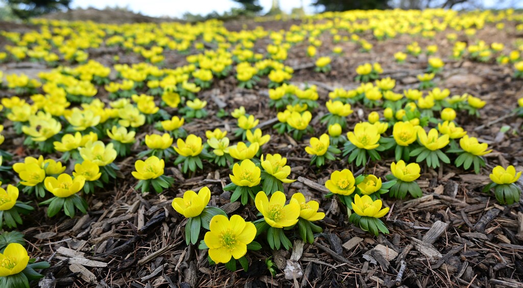 Longwood Gardens on Twitter "The spring symphony is really starting to