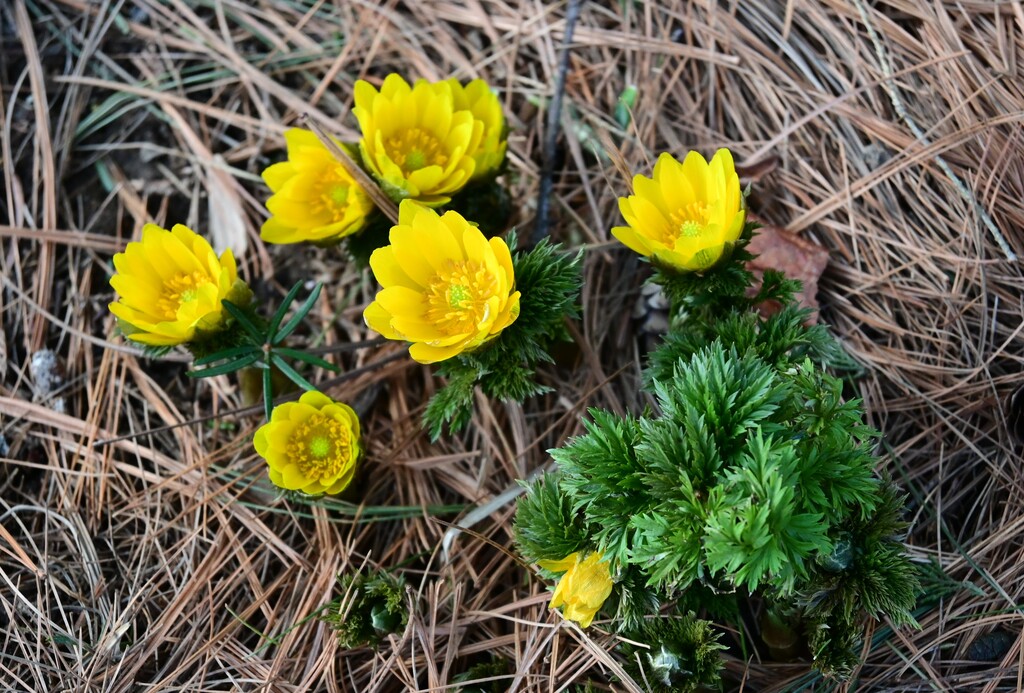 Longwood Gardens on Twitter "The spring symphony is really starting to