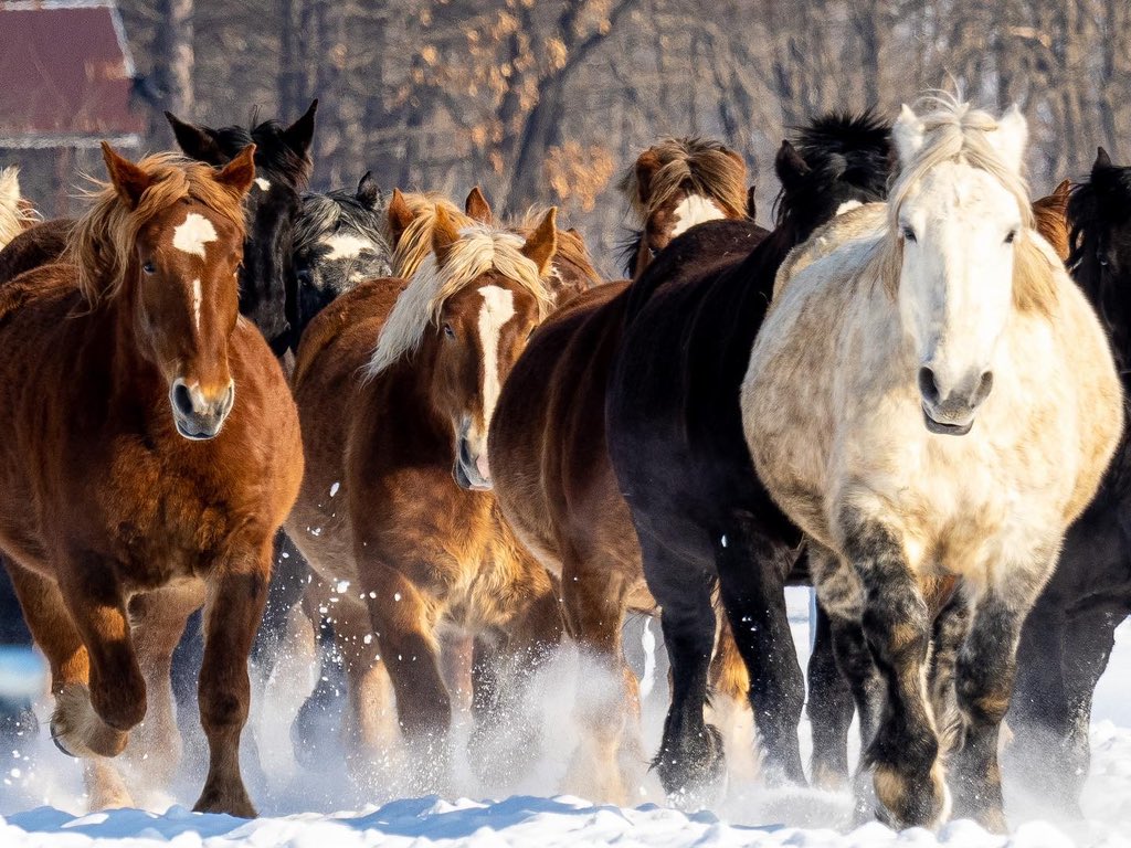 ロスター斉藤(パラゴスカイ) on Twitter