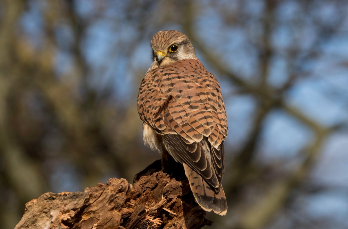 Stunning Kestrel frequenting N&South Marine parks. Sunny S Shields.