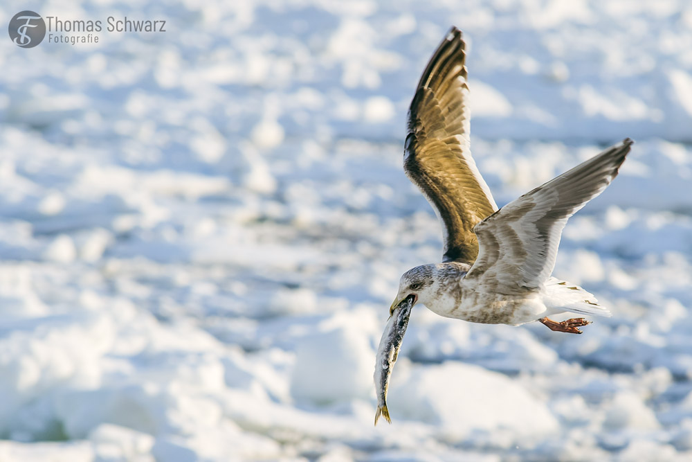 fotografie_ts's tweet photo. There is fish for dinner...

#japan #hokkaido #rausu #seagull #gull #nature #wildlife #seemoewe #moewe #photography #travel #travelphoto #travelphotography #birds #birdsinflight #canon #canonphoto #canonphotography #canoneos7dm2 https://t.co/OrrA7O97uZ