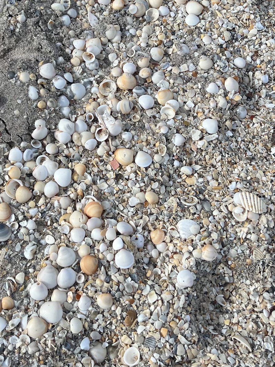 HollyRoch's tweet photo. @Delta Seashells 🐚☀️🏝️ https://t.co/zkvD3Jt73D