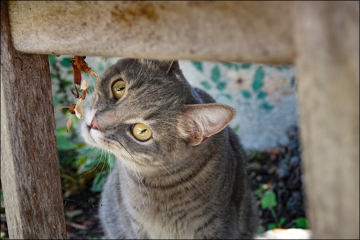 Kevin Drum on Twitter "Friday Cat Blogging 17 February 2023 https