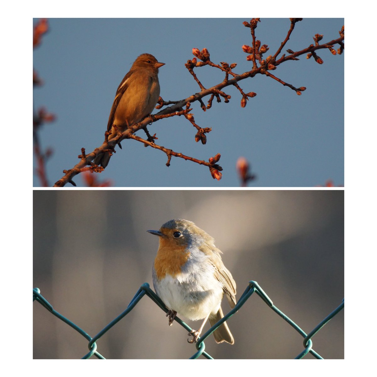 jmpicasprat's tweet photo. #pinsà #pitroig #tord #cotxafumada #mussol #bitxac #ocells #ocellsdecatalunya #ocellsdavui #birds #casserres #berguedà https://t.co/B0I6B20fcE