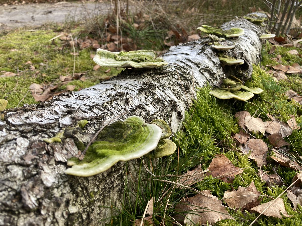 wolbert_meijer's tweet photo. Op pad met ambtenaren en #boswachter. Uitvoerig geïnformeerd over het bevorderen van #biodiversiteit door zorgvuldig beheer van planten, bomen en dieren in @gem_Heerde.
#letterzetter #blessen #wildbeheer #brandveilig #havik #zwartespecht #wolf #recreatiezonering #natuurherstel https://t.co/1d23c6Ah4Z