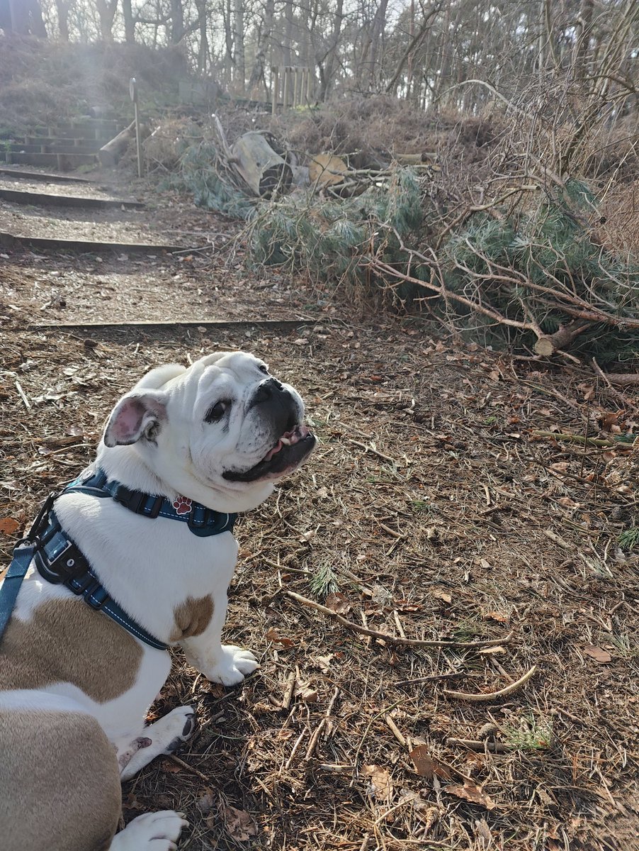 LulaBully's tweet photo. @WoodgreenPets Two years ago last November we met our beautiful Lula at Woodgreen Godmanchester and fell in love, been by our side ever since! (We think she was on the opening credits of #thedoghouse earlier series but not 100%) https://t.co/MAUrhRseTp