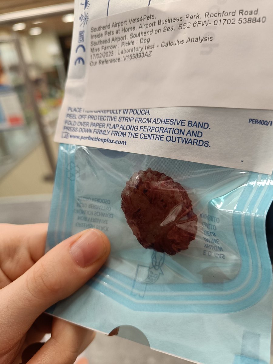 Clairefifi's tweet photo. My poor little #cockapoo had to have #surgery today. They found this HUGE #bladderstone. Half the size of her bladder. https://t.co/usUXllIOv3
