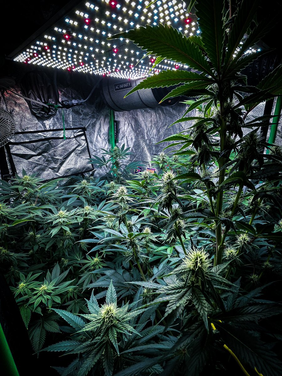 Happy Friday! 
3 weeks flower for the girls 
Gelato cake 
Blue Dracula 
Double berry diesel