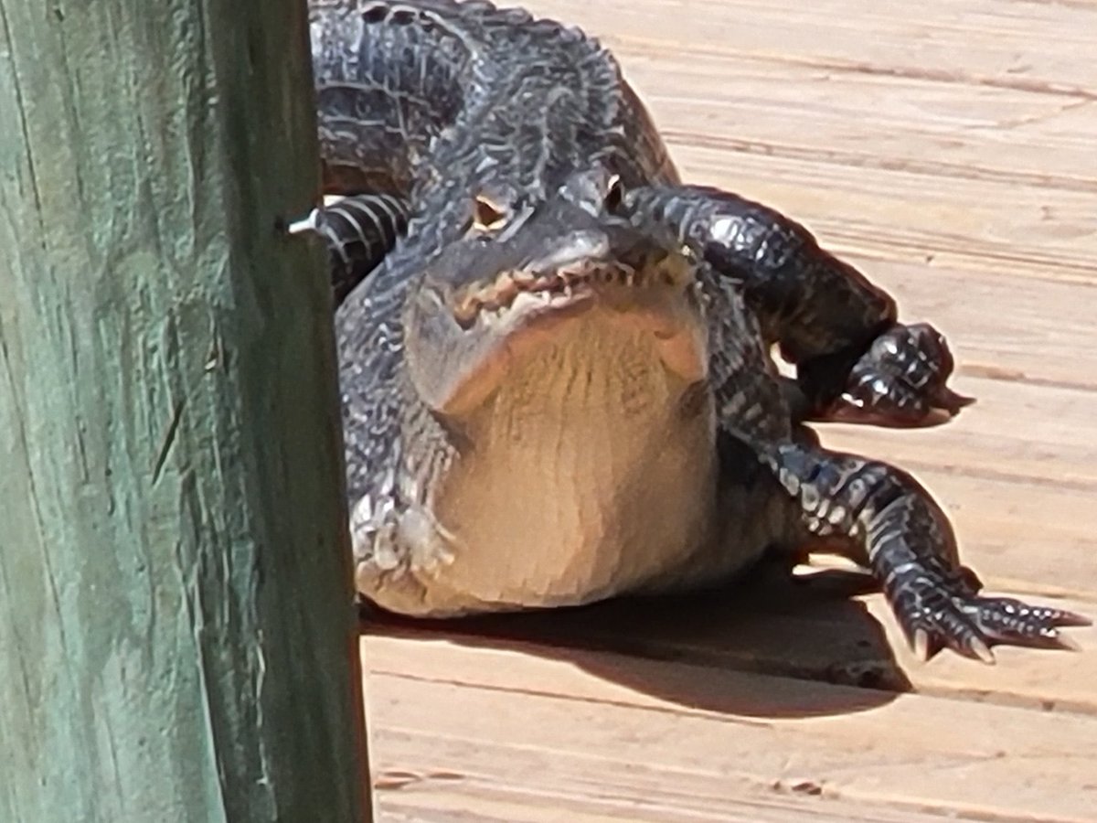GatorsDaily's tweet photo. POV: he is judging you https://t.co/HPcwI7pNGI