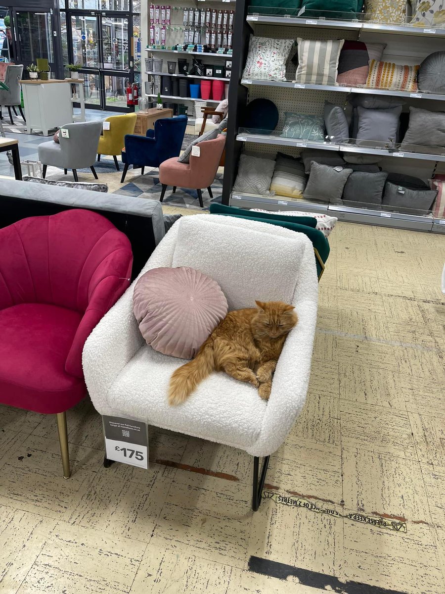 Homebase, is it £175 for the chair and the cat?! 😂