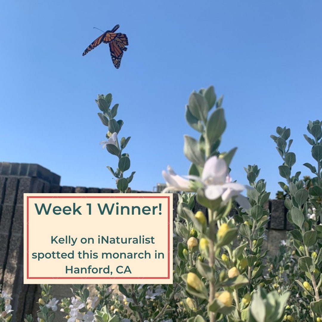 We have our first winner! 

Hanford is in the California Central Valley - a region where we have historically had limited records of monarchs. Thank you Kelly for contributing this exciting photo! 

Check out bit.ly/3wUZ6uC to get involved - you may even win a prize!
